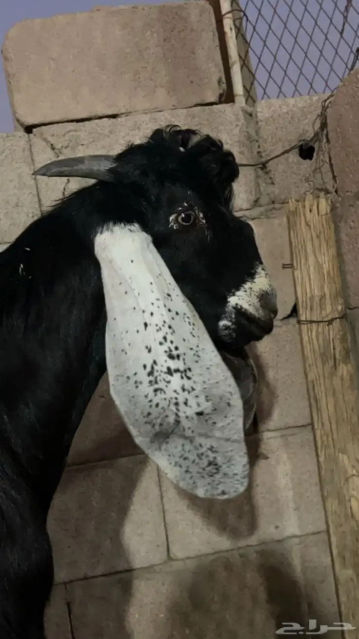 مستقبل تيس عارضي 5