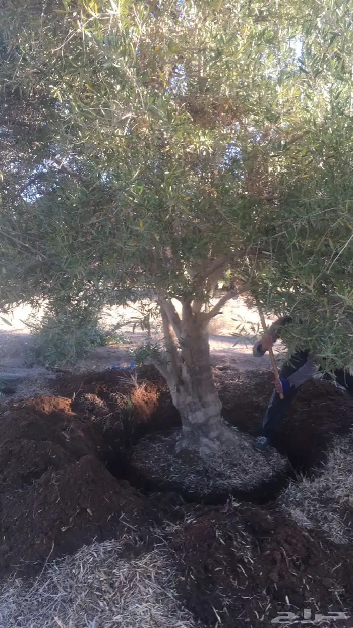 توريد وزراعة اشجار زيتون شجر زيتون 55