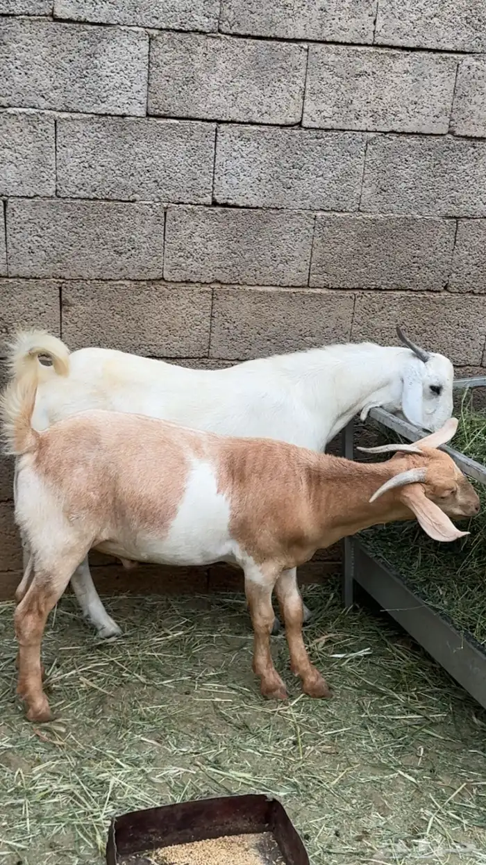 اعرض لكم تيوس بلدي شرط 3