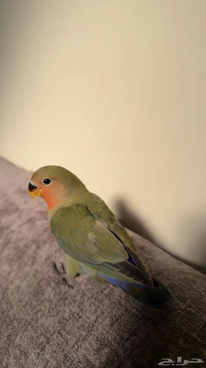 ببغاء روز العدد 2 0