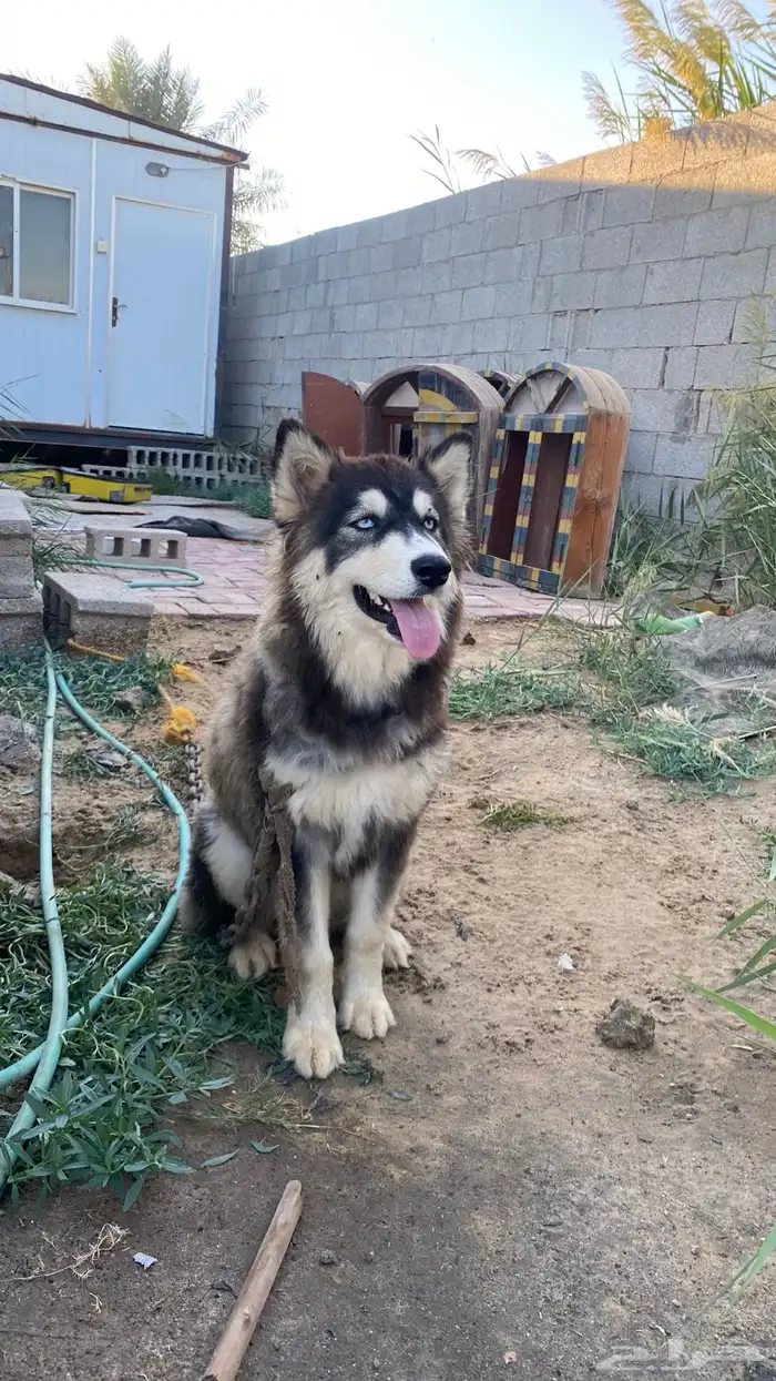 كلبة هاسكي 3