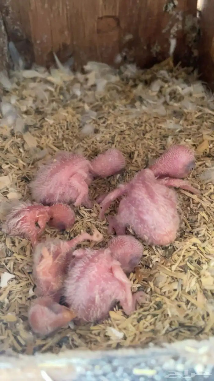 زوج روز وتحته 5 فروخ (تم البيع) 2