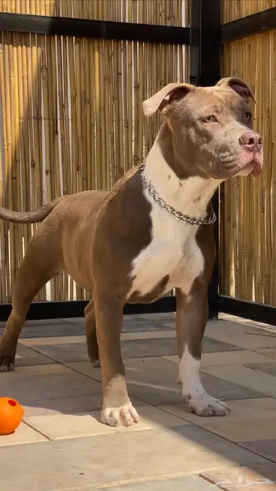 ذكر امريكان بولي كلاسيك 8 شهور للبيع 0