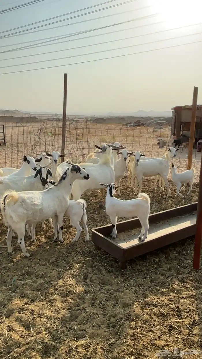 معزا بيشيه 1