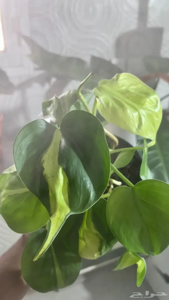 نبتات داخلية 3