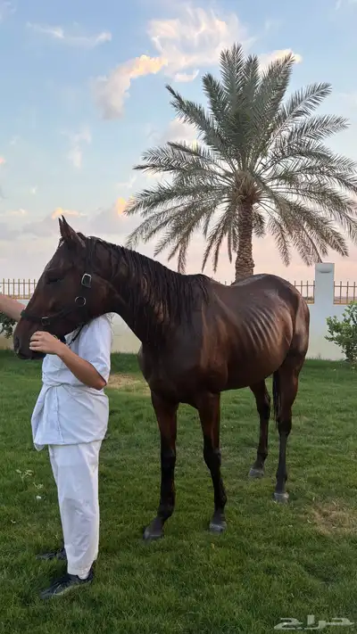 حصان للبيع index