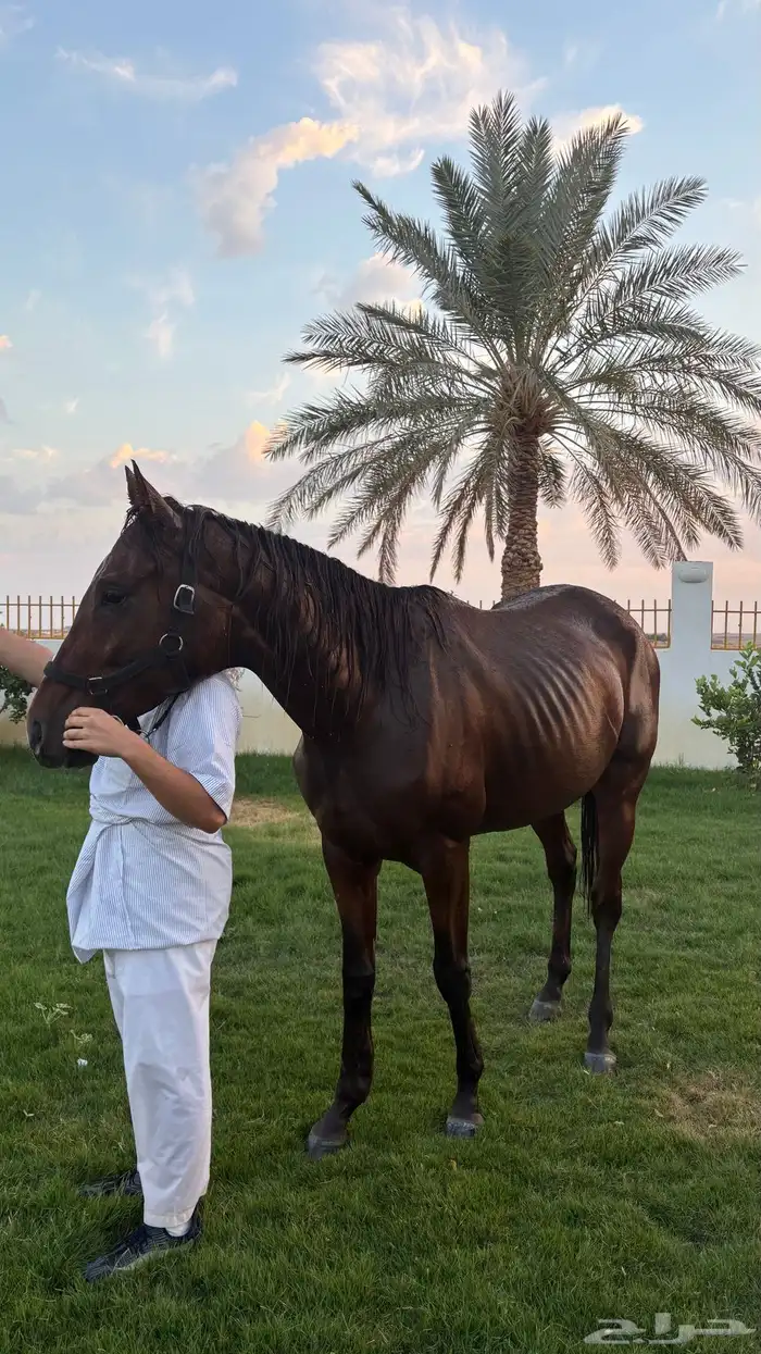 حصان للبيع 0