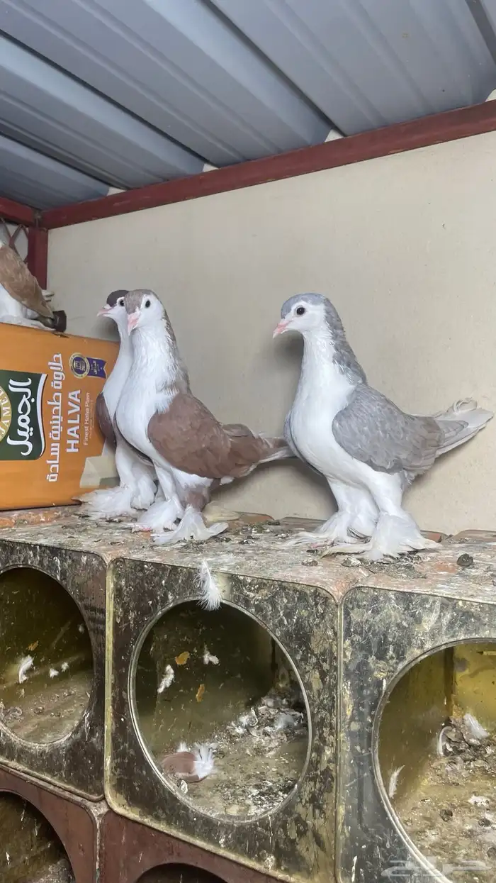 حمام شيرازي فاخر 0