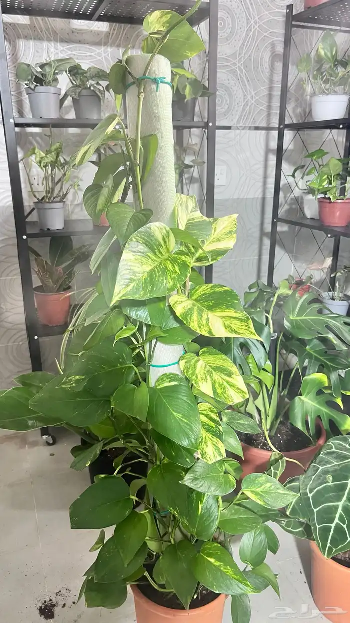 نبتات داخلية 16