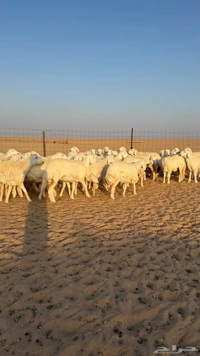 رخال جذعات حرش قطنيه حلال فاخر 3