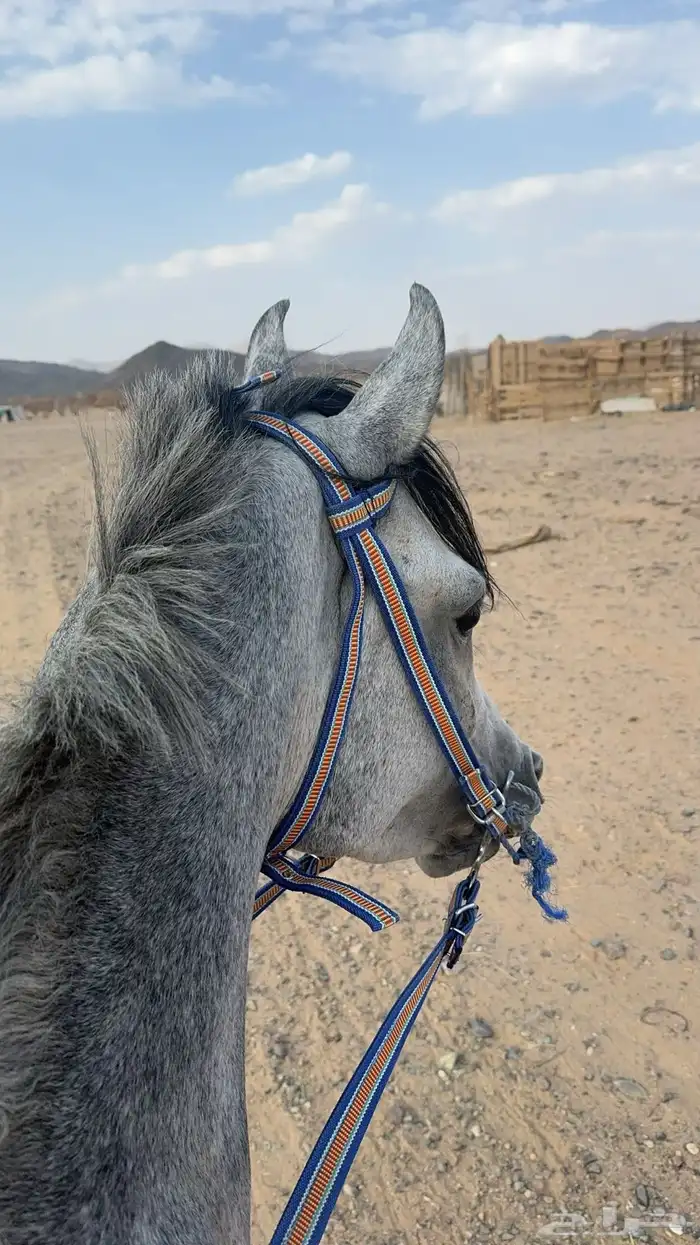 حصان شعبي الاسم لهب العمر خمس سنين 2