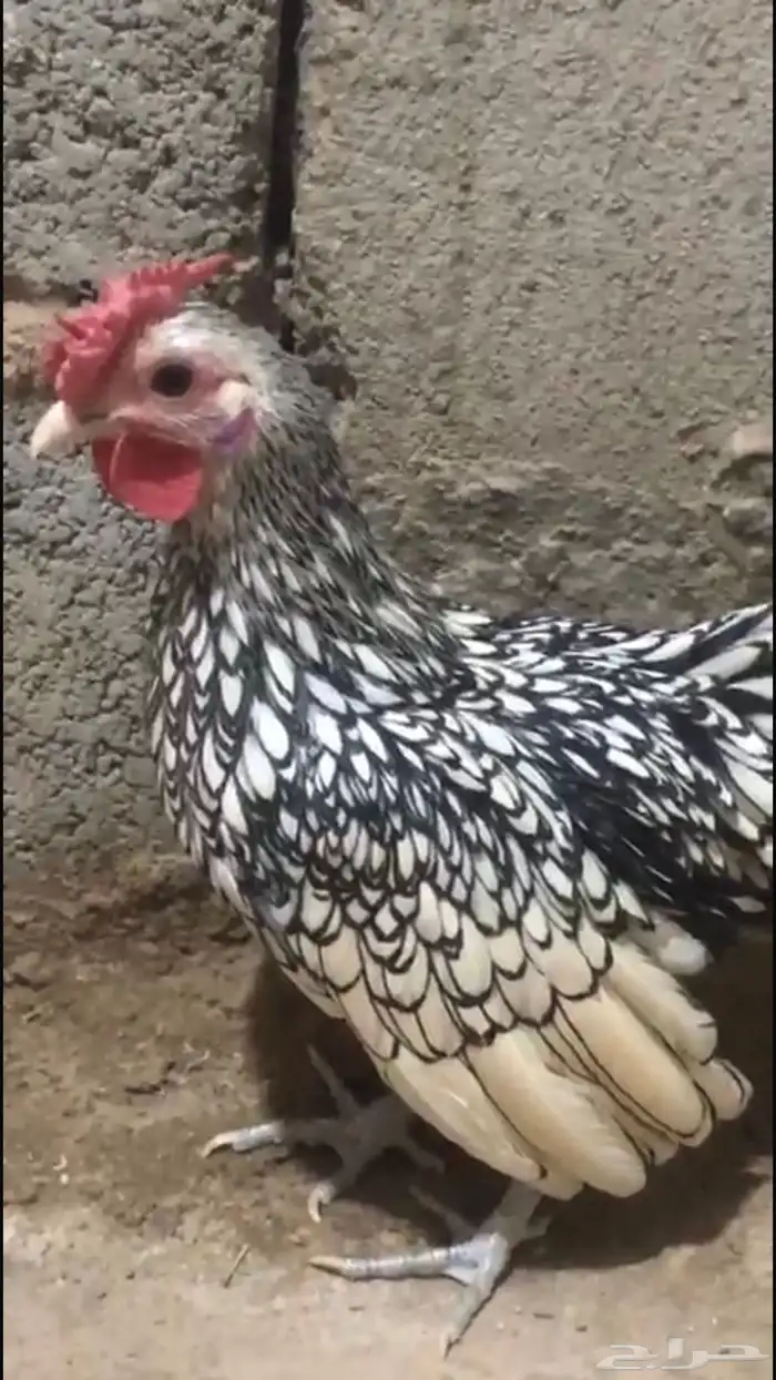 للبيع ديك سبرايت العدد 2 2