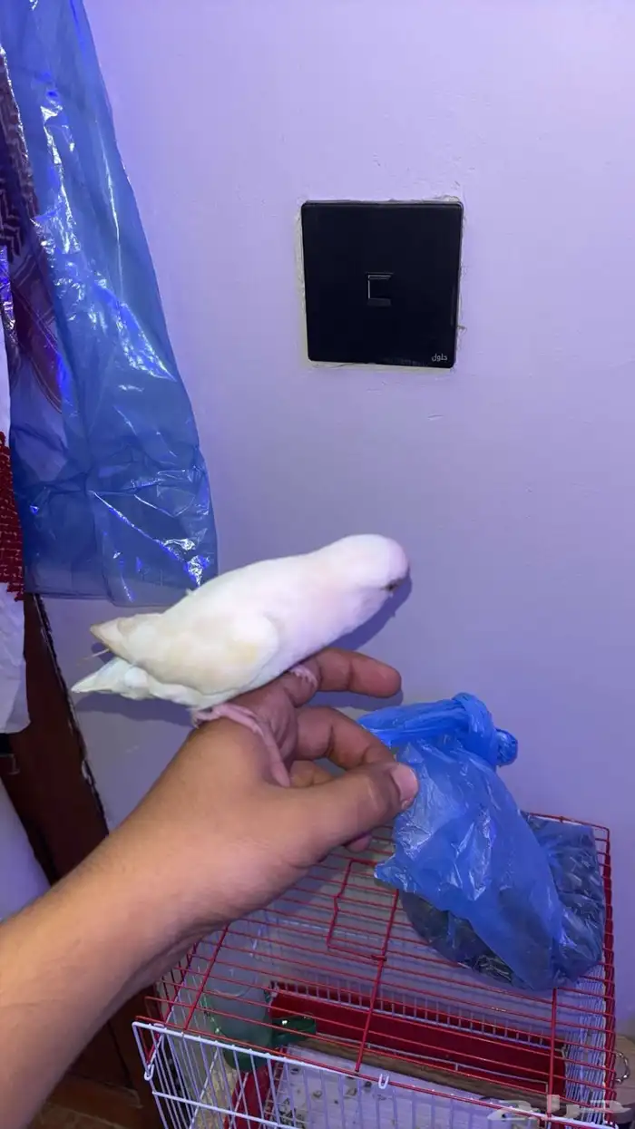 للبيع طير روز صحته حلو ولعوب وهدي جدا 2