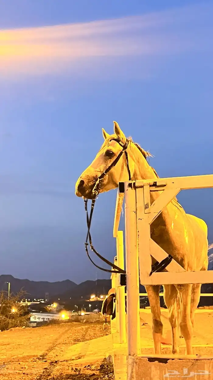 حصان جيزيري 1