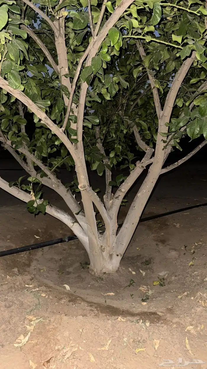 ليمون اضالي شجرة كبيرة من 3 بوص الي 7بوص عمر الشجر تقريبا 2