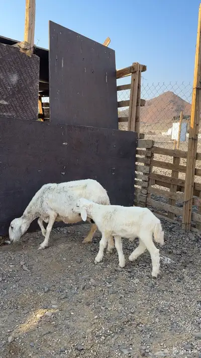 نعجه والد index