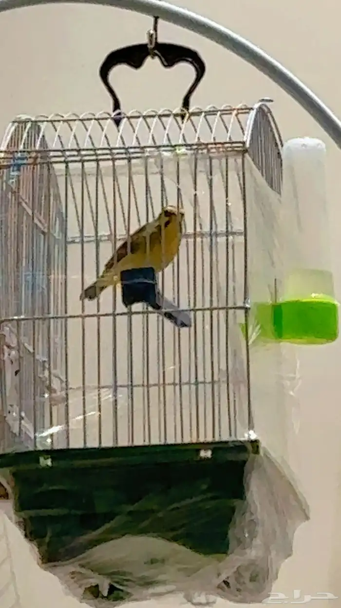 ذكر ياسمين موزنبيقي 1