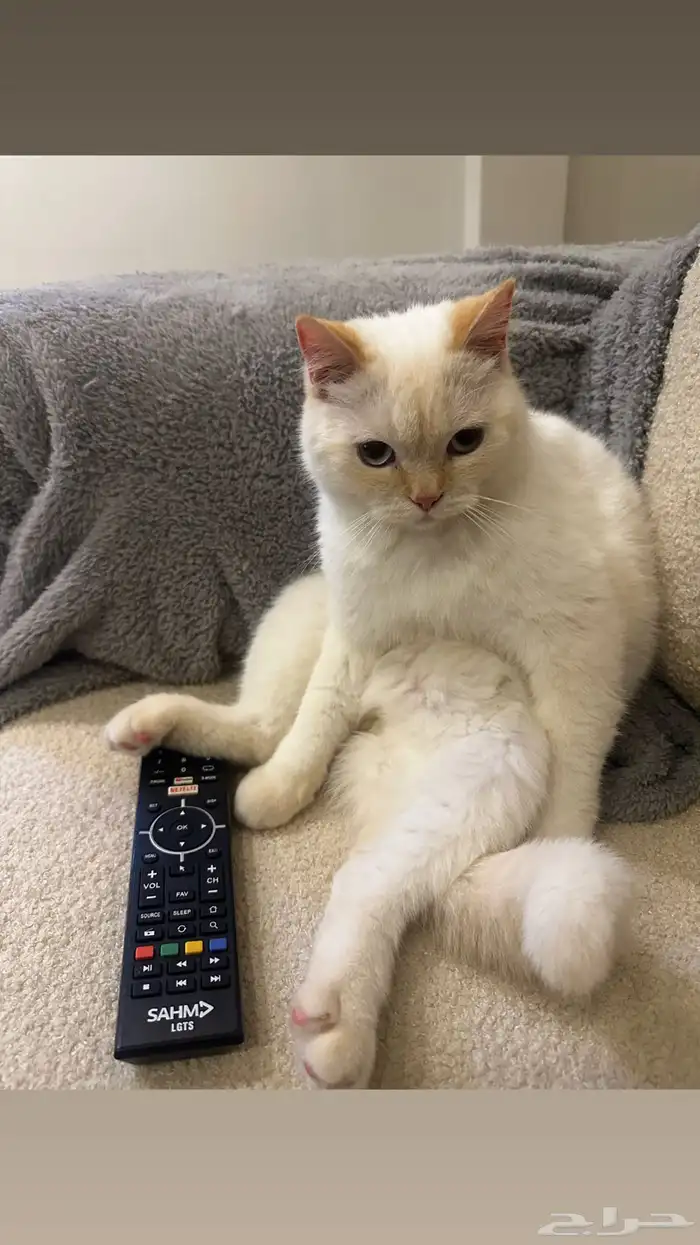 قطط ذكور لتبني 1