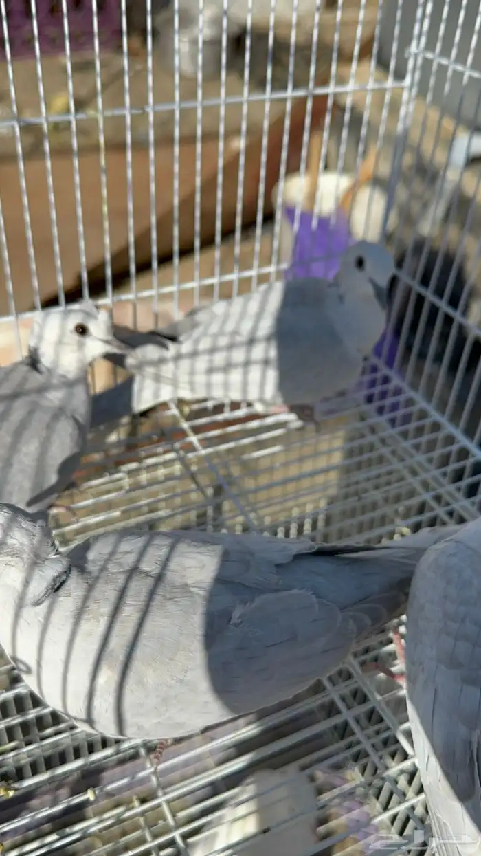 قماري البينو وسلفر 9