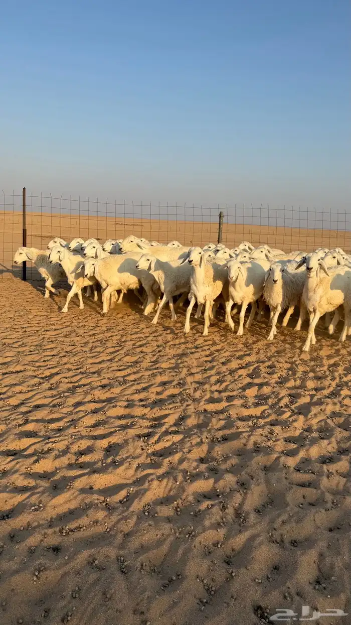 رخال جذعات حرش قطنيه حلال فاخر 1