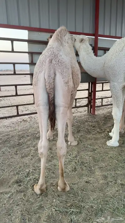 للبيع قعدان index