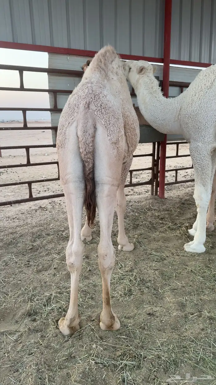 للبيع قعدان 2