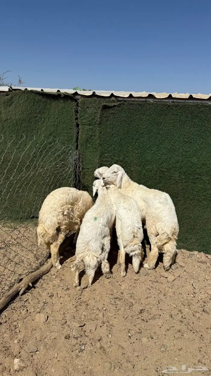 طليان جبره ومبادي 0