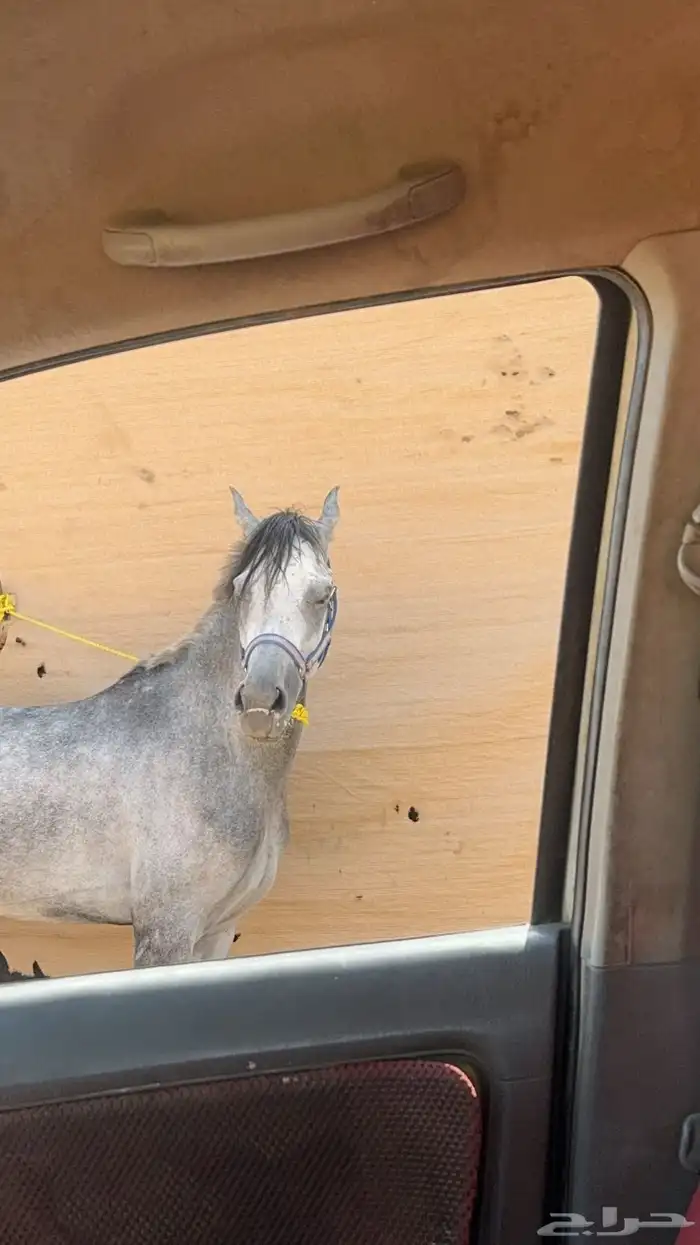 حصان شعبي الاسم لهب العمر خمس سنين 5