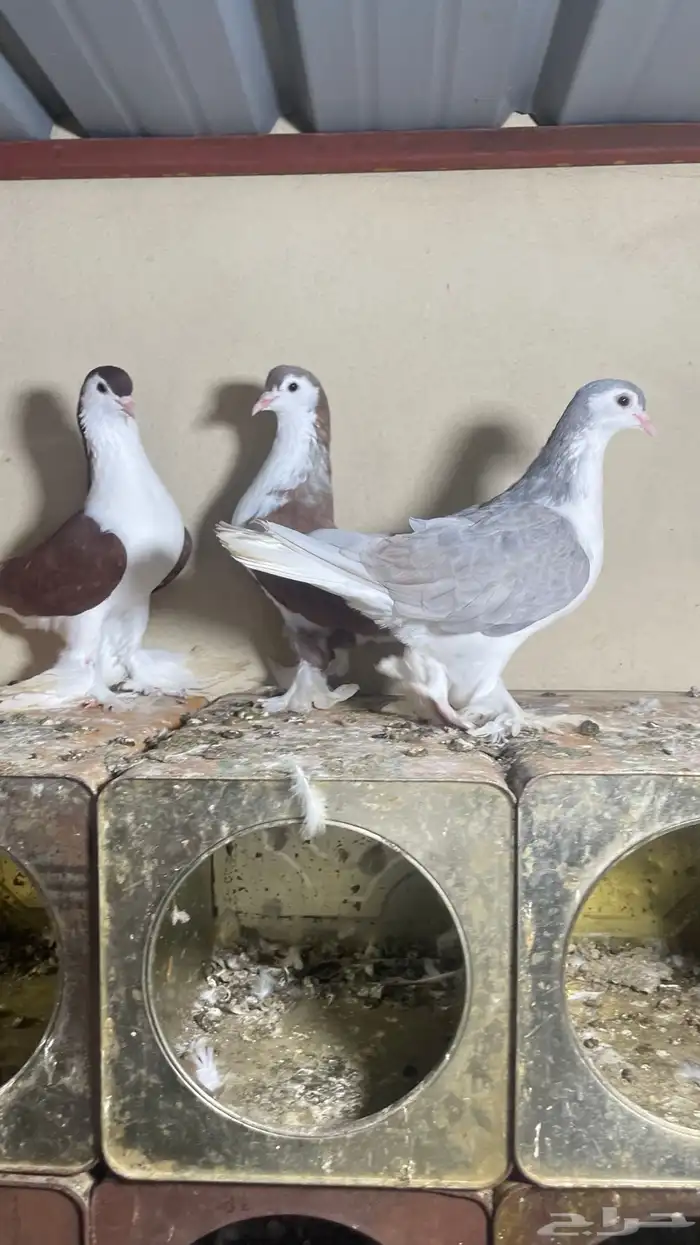 حمام شيرازي فاخر 4