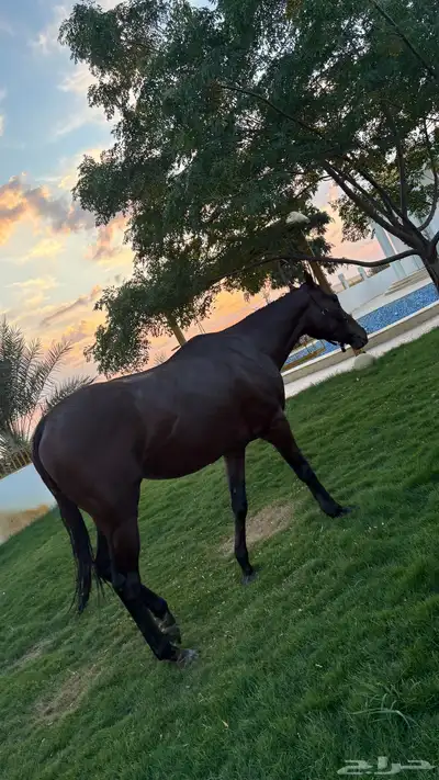 حصان للبيع index