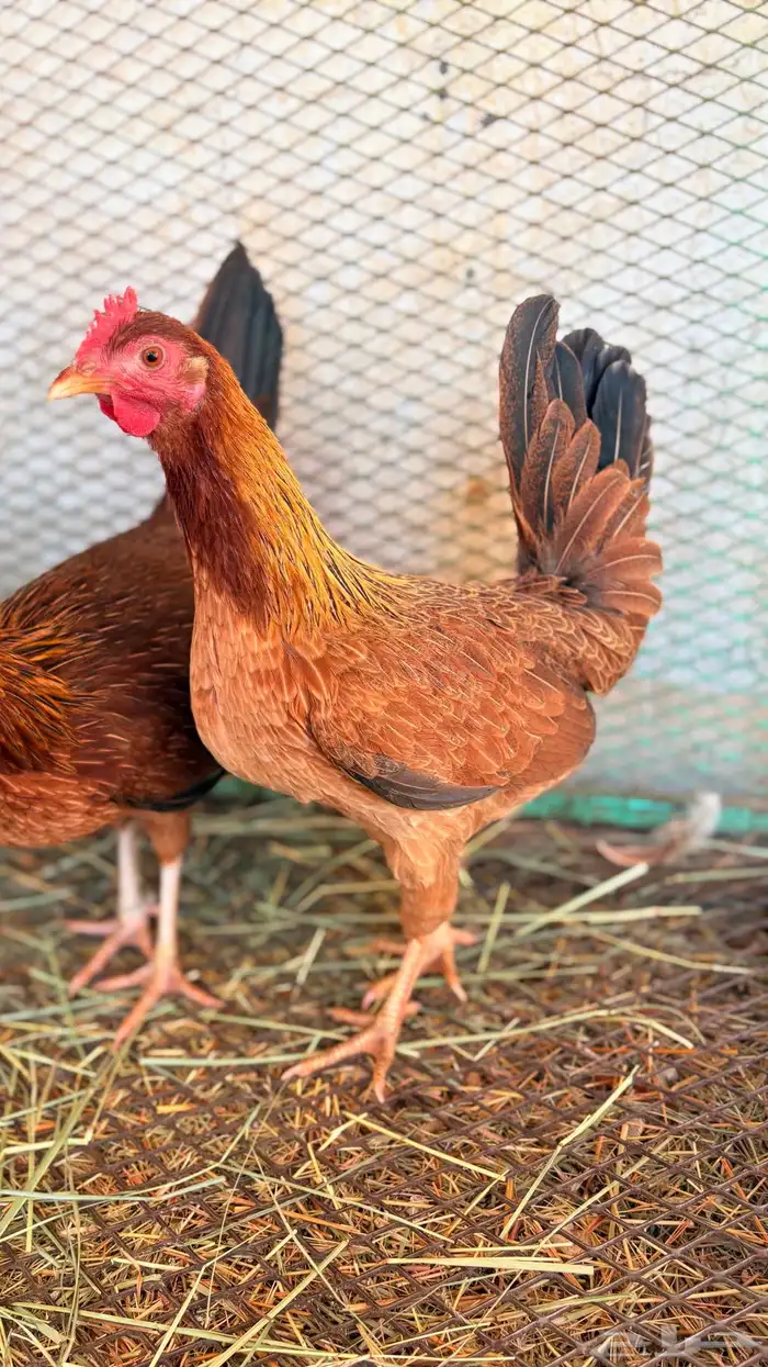 مطلوب دجاج زي ذا با الضبط اسعر معقوله تكون 3