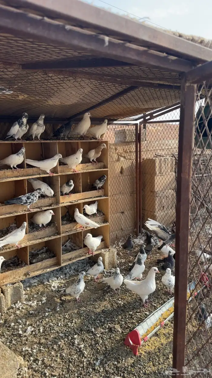 حمام مشكل للبيع العدد تقريبا 40 جوز التواصل عن الرقم 1