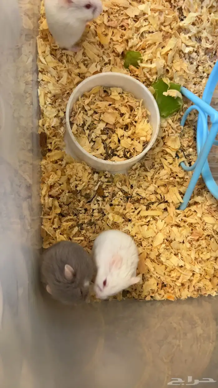 هامستر روسي صغير كيوت 1