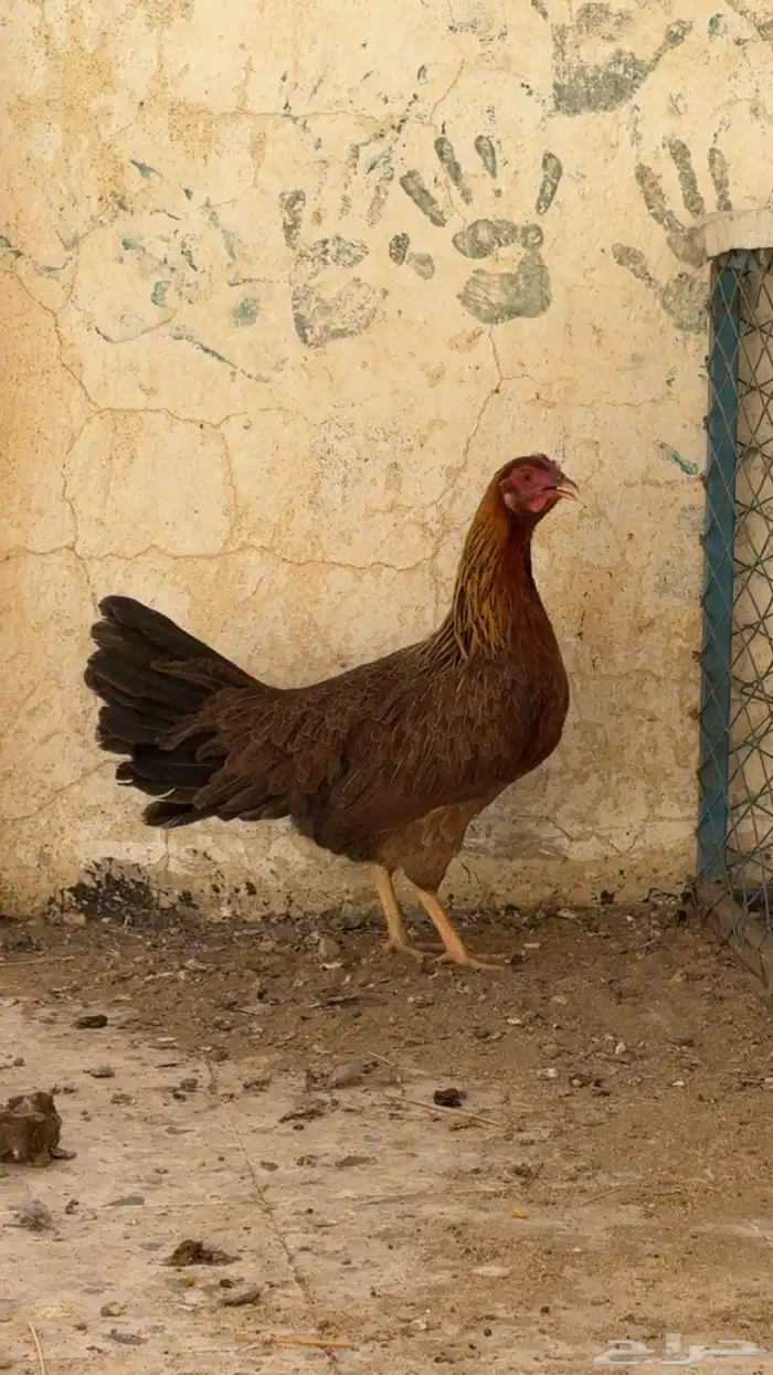 مطلوب دجاج زي ذا با الضبط اسعر معقوله تكون 0