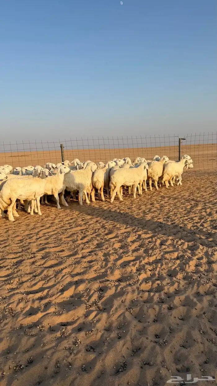 رخال جذعات حرش قطنيه حلال فاخر 13