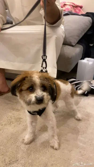 كلب للبيع index