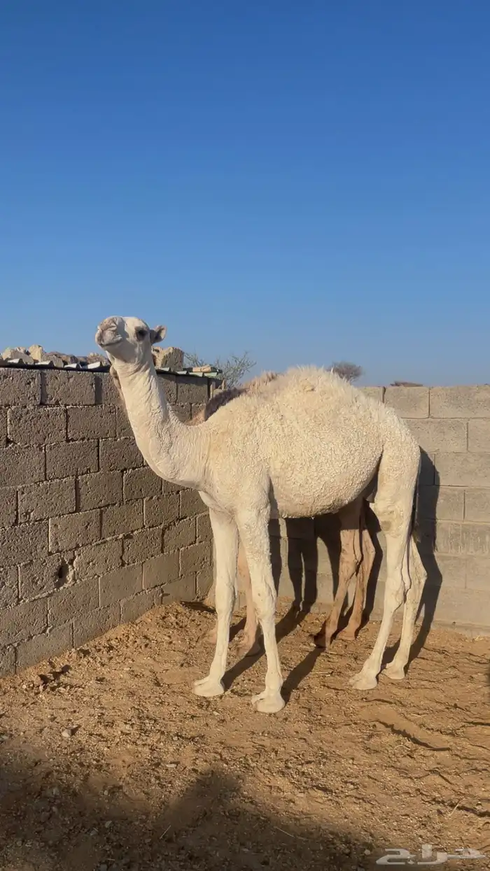 قعدان برية على الحليب ( تم البيع) 3