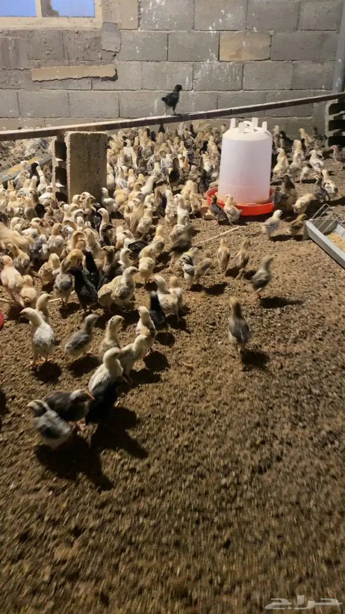 صوص دجاج بلدي فواتح 1