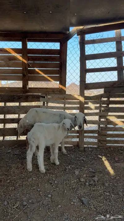 نعجه والد index