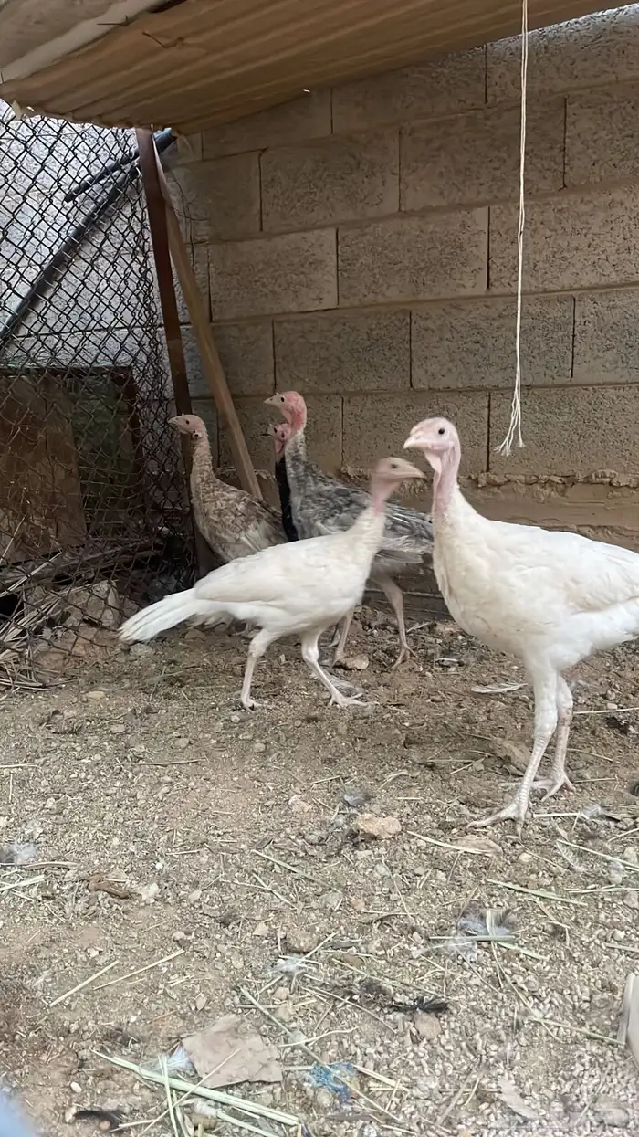 فقاسه 150 بيضه 2