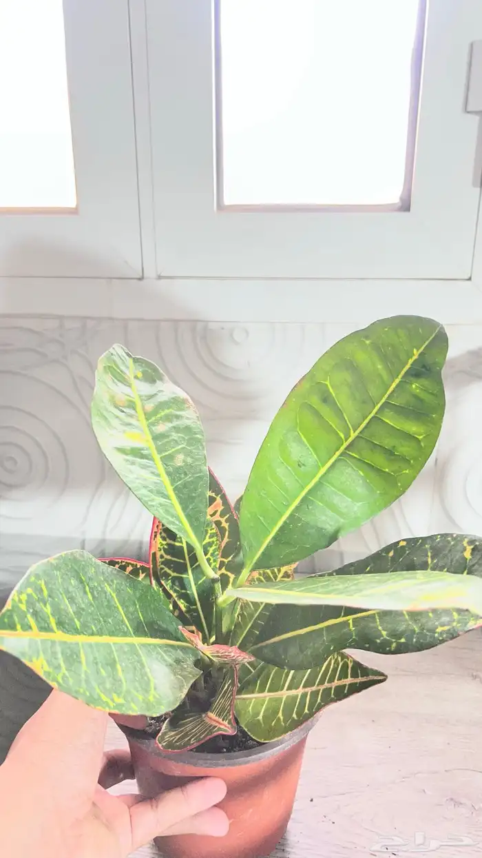 نبتات داخلية 13