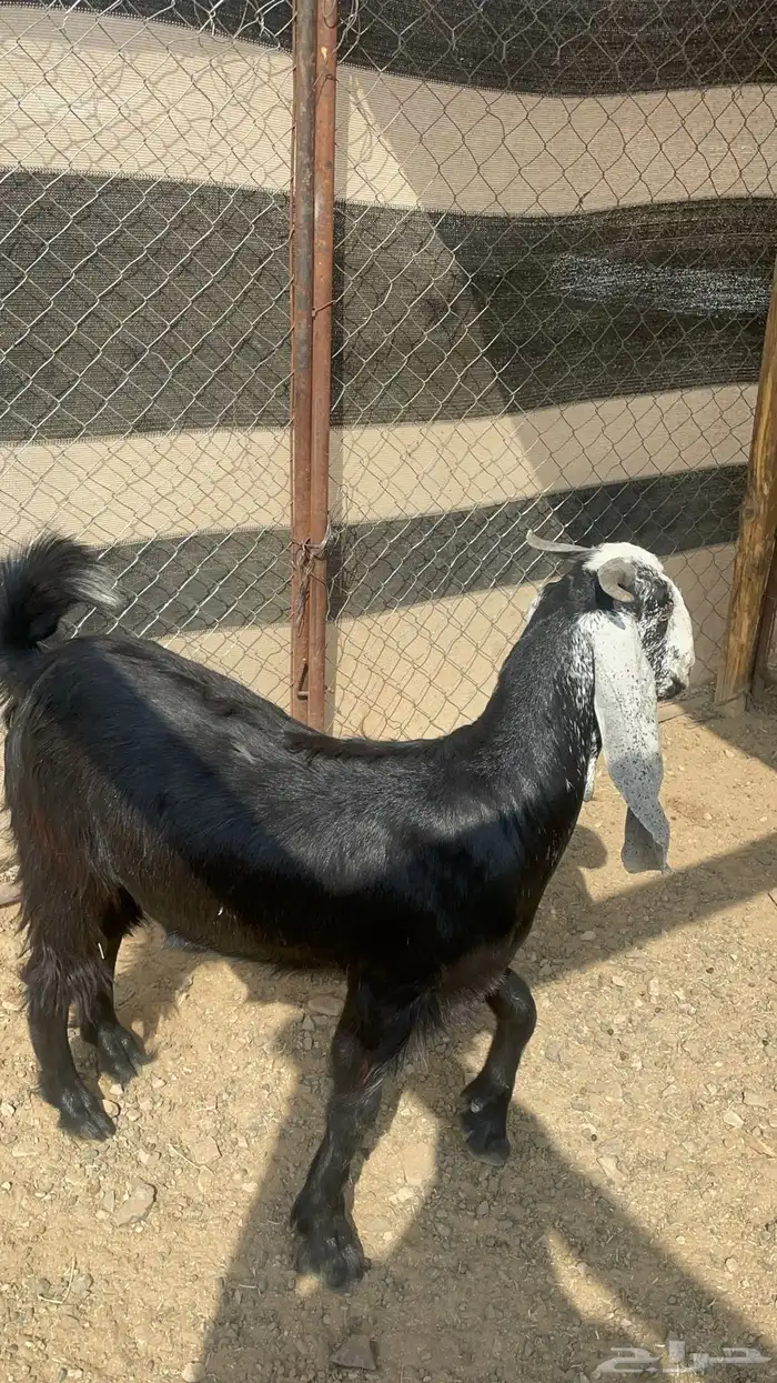 تيس ذبيحه مخصي طيب بالحيل(تم البيع) 2