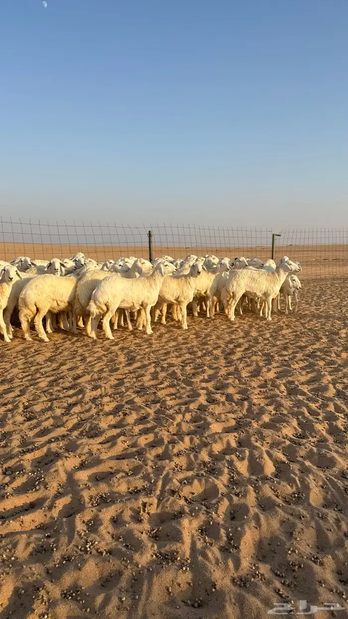 رخال جذعات حرش قطنيه حلال فاخر 2