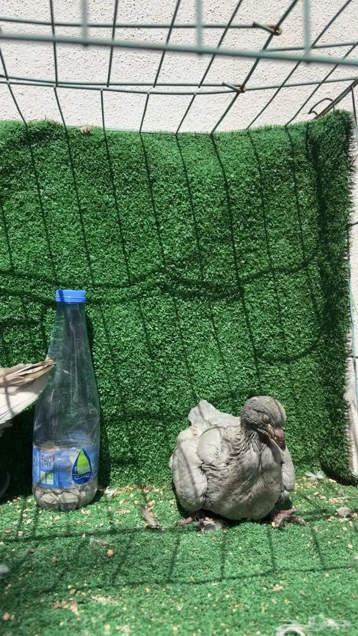 زوج كنق لافندر توب 2