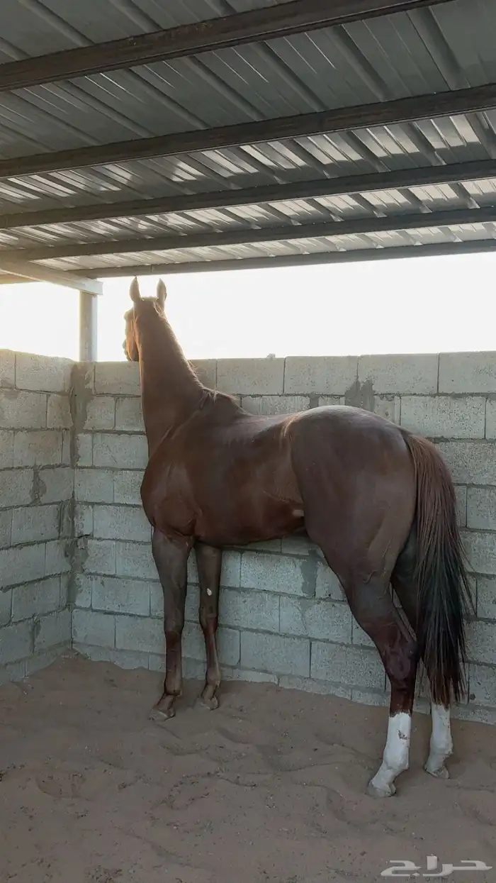 حصان انقليزي سبوق 3