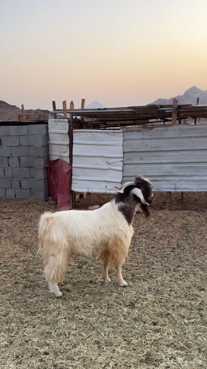 تيس هجين بورقت 0