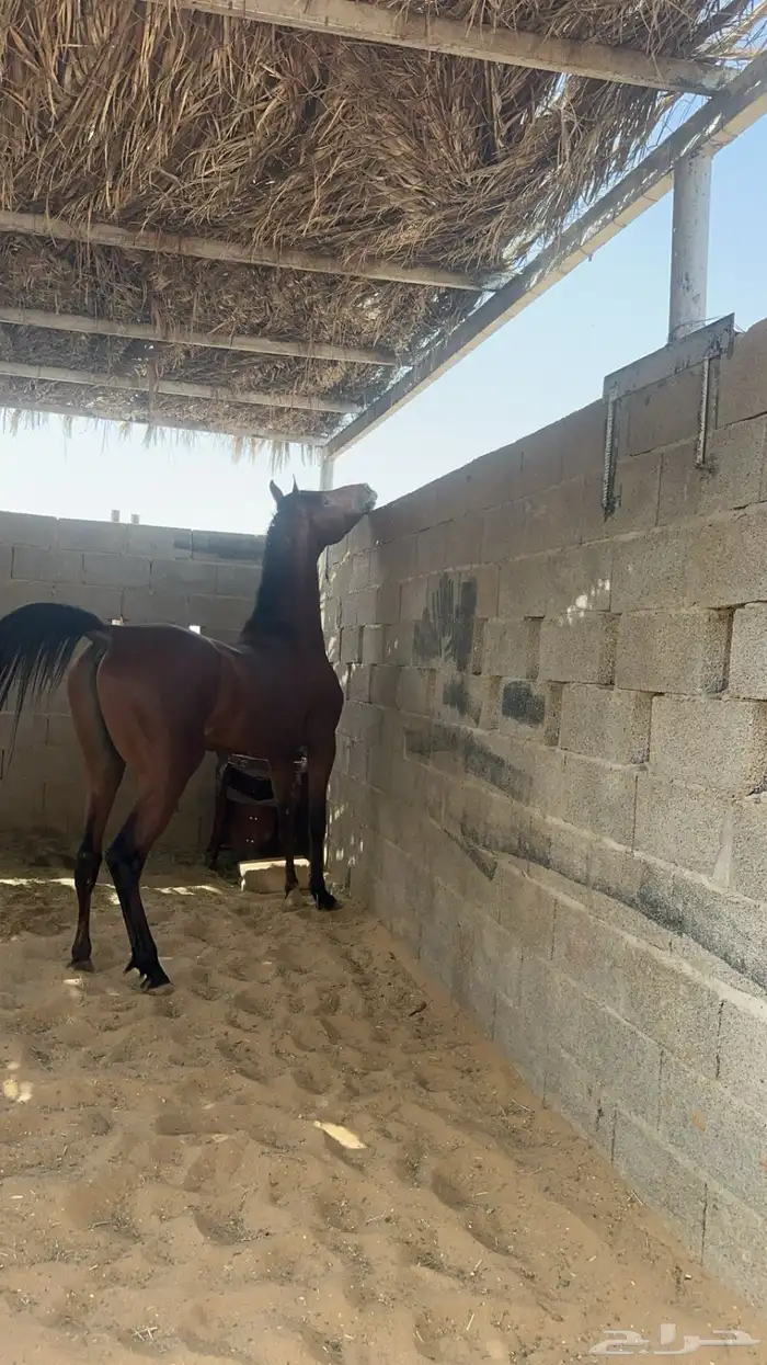 حصان طررب شعبي 0