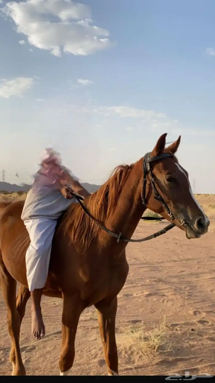 حصان شعبي كفو للبيع 0