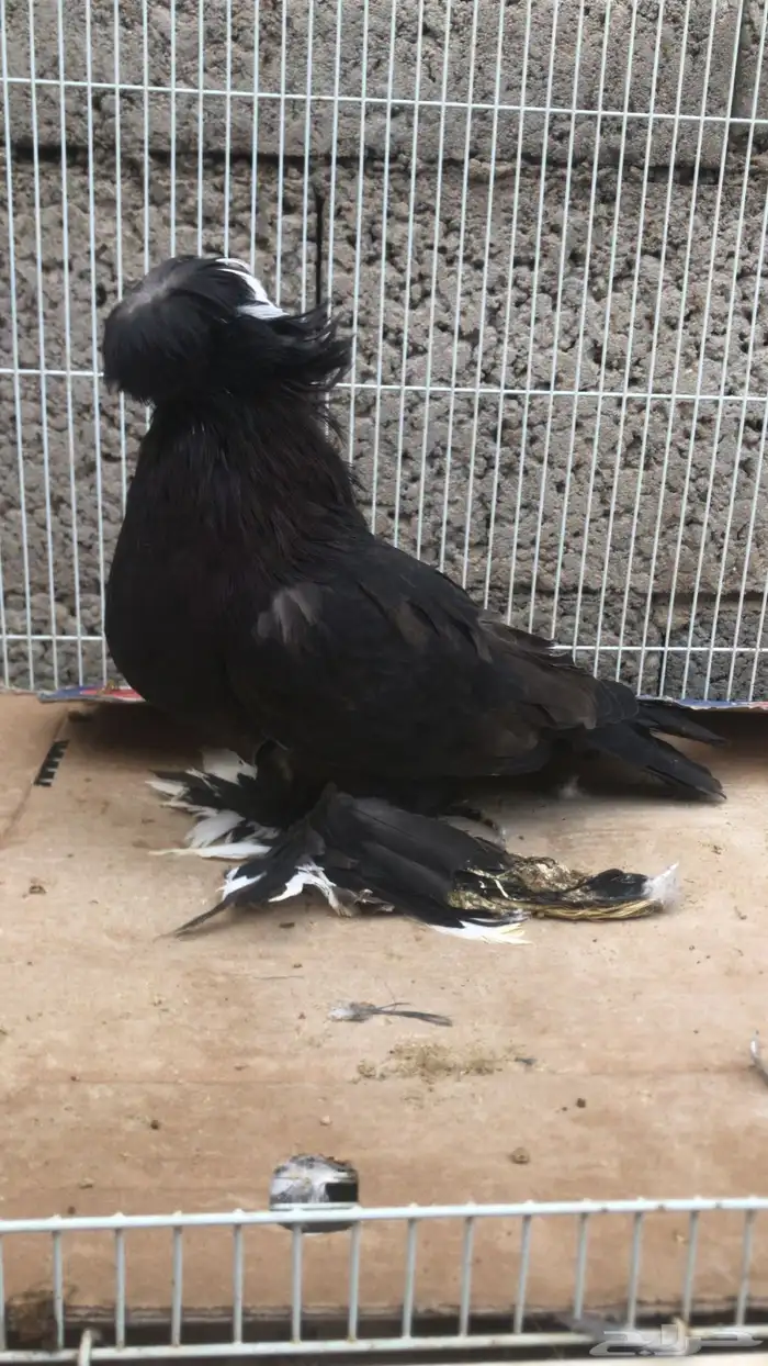 حمام بخارى 4