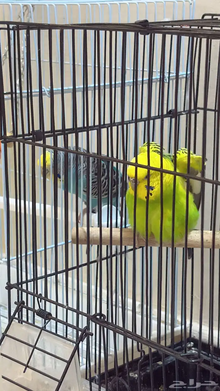 اناث بادجي منتجه 1